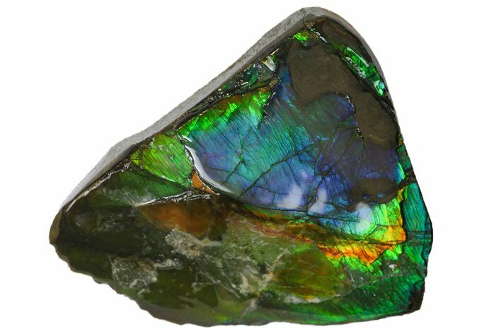 Iridescent Ammolite (Fossil Ammonite Shell) - Alberta, Canada #162383